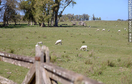 Sheared sheep - Durazno - URUGUAY. Photo #69156