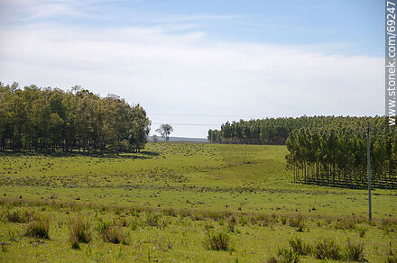 Montes de eucaliptos -  - URUGUAY. Foto No. 69247
