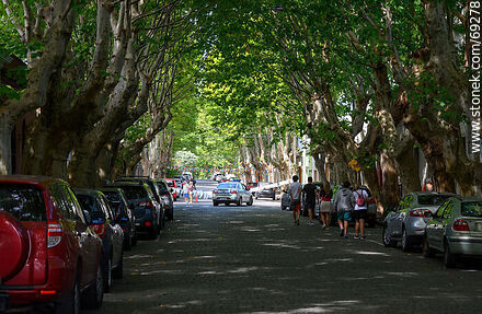 Calle arbolada - Departamento de Colonia - URUGUAY. Foto No. 69278