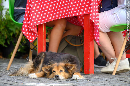Perro tranquilo descansando bajo una mesa - Departamento de Colonia - URUGUAY. Foto No. 69267