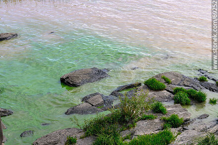 Cyanobacteria in the Uruguay River - Department of Colonia - URUGUAY. Photo #69252