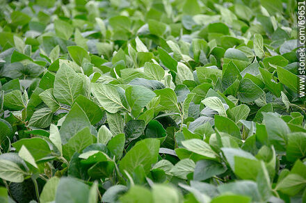 Soybean Plantation - Flora - MORE IMAGES. Photo #69651