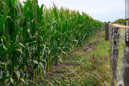 Corn plantation - Department of Colonia - URUGUAY. Photo #69655