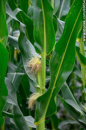 Plantación de maíz - Flora - IMÁGENES VARIAS. Foto No. 69654