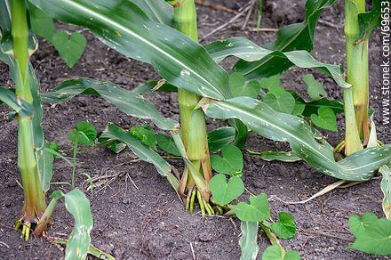 Raíces de las plantas de maíz - Flora - IMÁGENES VARIAS. Foto No. 69653