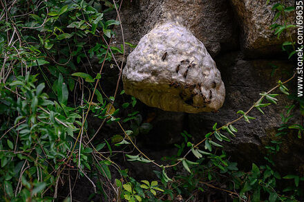 Molino Quemado. Wasp Nest - Department of Colonia - URUGUAY. Photo #69635