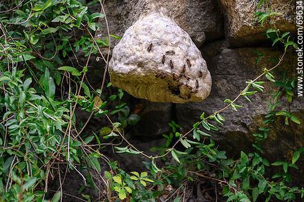 Molino Quemado. Wasp Nest - Fauna - MORE IMAGES. Photo #69634