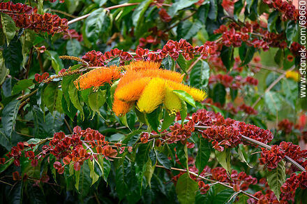 Brush vine. Combretum fruticosum - Flora - MORE IMAGES. Photo #69660