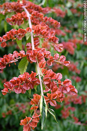 Enredadera de los cepillos. Combretum fruticosum - Flora - IMÁGENES VARIAS. Foto No. 69661