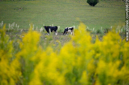 Vacas en el campo - Departamento de Colonia - URUGUAY. Foto No. 69673