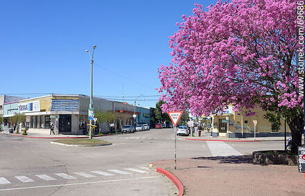 Cherry blossom - Tacuarembo - URUGUAY. Photo #69686