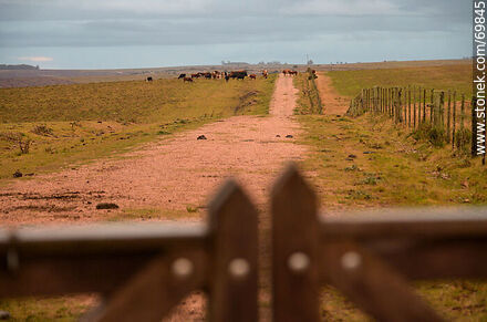 Entrada a un campo con vacas - Departamento de Florida - URUGUAY. Foto No. 69845