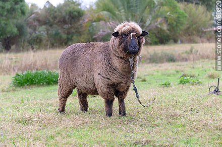 La oveja negra - Departamento de Florida - URUGUAY. Foto No. 69829