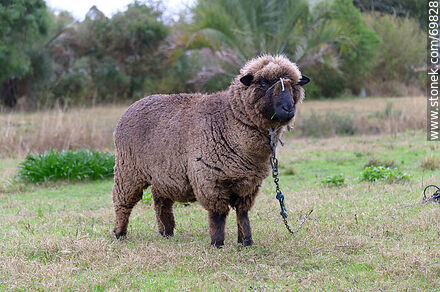 La oveja negra - Fauna - IMÁGENES VARIAS. Foto No. 69828