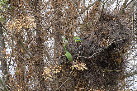 Parrot's nest - Department of Florida - URUGUAY. Photo #69886