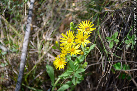 Yellow daisies - Department of Treinta y Tres - URUGUAY. Photo #70290