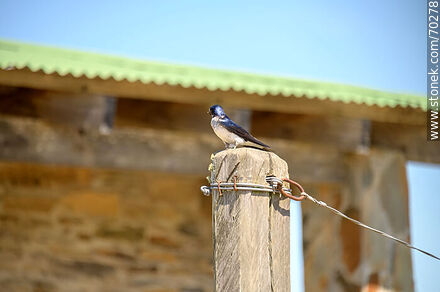 Swallow on a pole - Department of Treinta y Tres - URUGUAY. Photo #70278