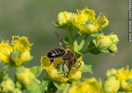 Bee on rue flower - Fauna - MORE IMAGES. Photo #70834