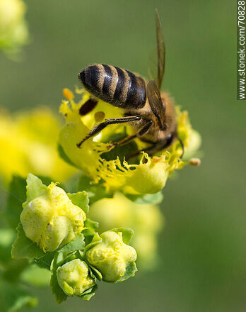 Bee on rue flower - Fauna - MORE IMAGES. Photo #70828