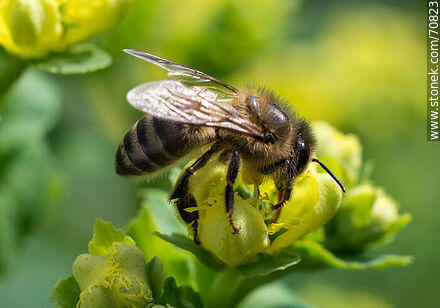 Bee on rue flower - Fauna - MORE IMAGES. Photo #70823