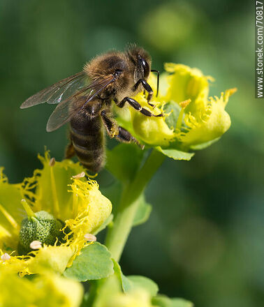 Bee on rue flower - Fauna - MORE IMAGES. Photo #70817