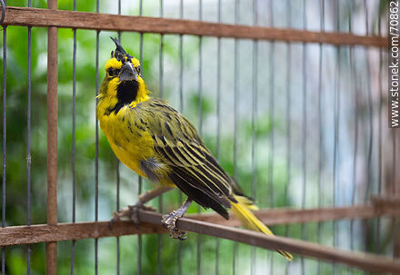 Cardenal amarillo de 24 años en una jaula - Fauna - IMÁGENES VARIAS. Foto No. 70862