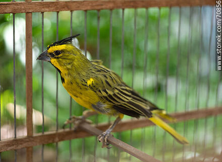 24-year-old yellow cardinal in a cage - Fauna - MORE IMAGES. Photo #70856