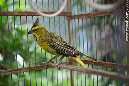 24-year-old yellow cardinal in a cage - Fauna - MORE IMAGES. Photo #70855