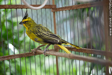 24-year-old yellow cardinal in a cage - Fauna - MORE IMAGES. Photo #70854