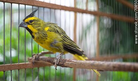 24-year-old yellow cardinal in a cage - Fauna - MORE IMAGES. Photo #70850