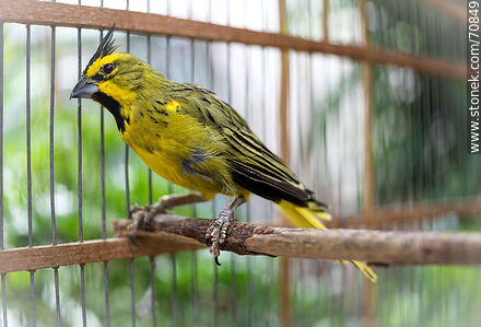 24-year-old yellow cardinal in a cage - Fauna - MORE IMAGES. Photo #70849