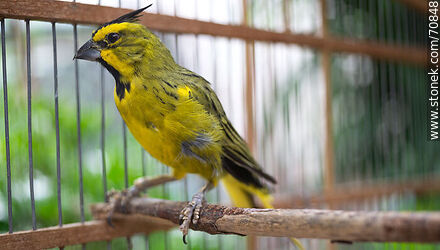 24-year-old yellow cardinal in a cage - Fauna - MORE IMAGES. Photo #70848