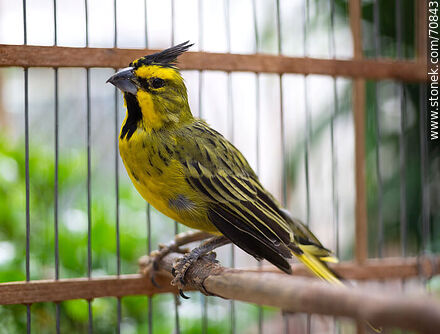 24-year-old yellow cardinal in a cage - Fauna - MORE IMAGES. Photo #70843
