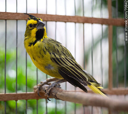 24-year-old yellow cardinal in a cage - Fauna - MORE IMAGES. Photo #70842