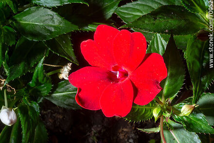 Red alegria - Flora - MORE IMAGES. Photo #70952