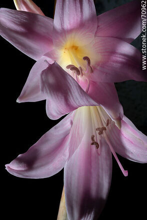 Pink lily - Flora - MORE IMAGES. Photo #70962
