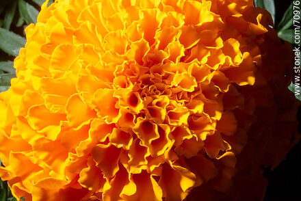 Copete orange - Flora - MORE IMAGES. Photo #70976