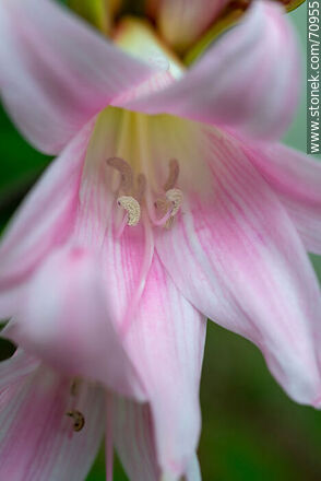 Pink lily - Flora - MORE IMAGES. Photo #70955