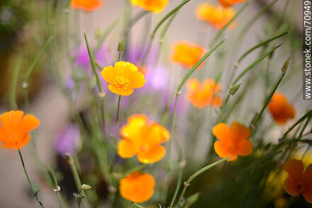 Dedal de oro. Eschscholzia californica - Flora - IMÁGENES VARIAS. Foto No. 70949