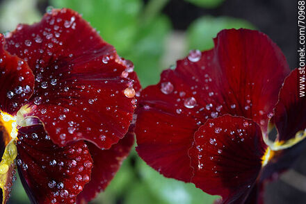 Burgundy petunias - Flora - MORE IMAGES. Photo #70968
