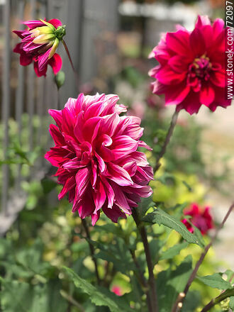 Red Dahlia - Flora - MORE IMAGES. Photo #72097