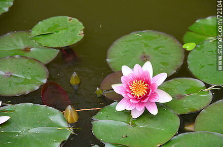 Lotus flower - Flora - MORE IMAGES. Photo #72104