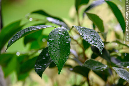 Ficus leaves after rain - Flora - MORE IMAGES. Photo #72108