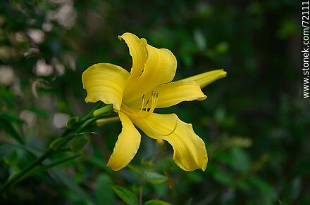 Hemerocallis yellow - Flora - MORE IMAGES. Photo #72111