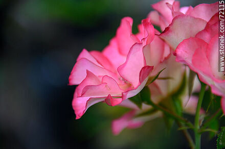 Rosas rosadas con bordes rojos - Flora - IMÁGENES VARIAS. Foto No. 72115