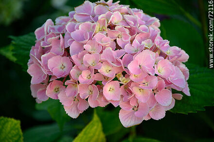 Pink hydrangea - Flora - MORE IMAGES. Photo #72116