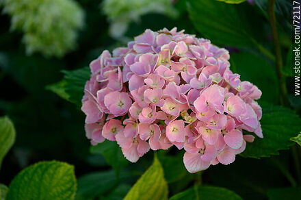 Pink hydrangea - Flora - MORE IMAGES. Photo #72117