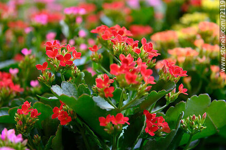 Kalanchoe red - Flora - MORE IMAGES. Photo #72119