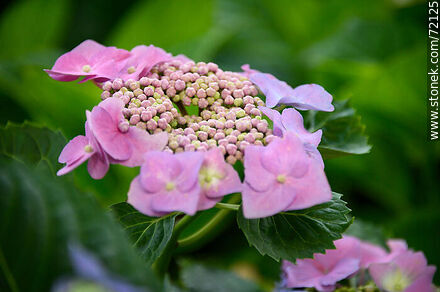 Hydrangea with petals in formation - Flora - MORE IMAGES. Photo #72125