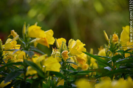 Evening primrose. Oenothera biennis - Flora - MORE IMAGES. Photo #72132